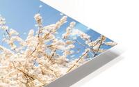 Cherry blossom lane HD Metal print