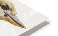 Australian Kookaburra HD Metal print