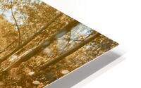 Autumns Adventure HD Metal print