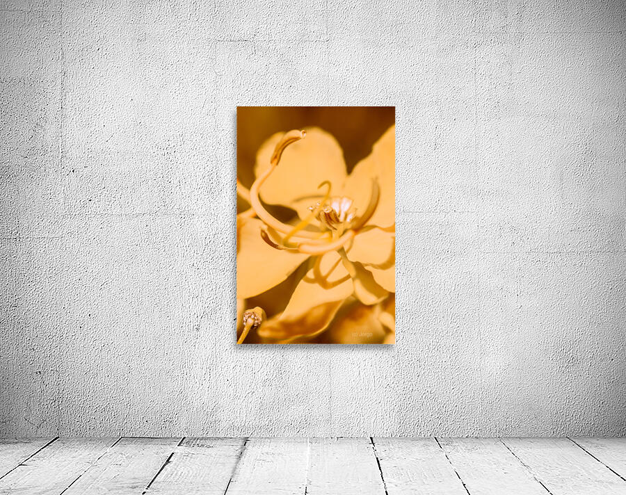 Wild orange Wall Preview