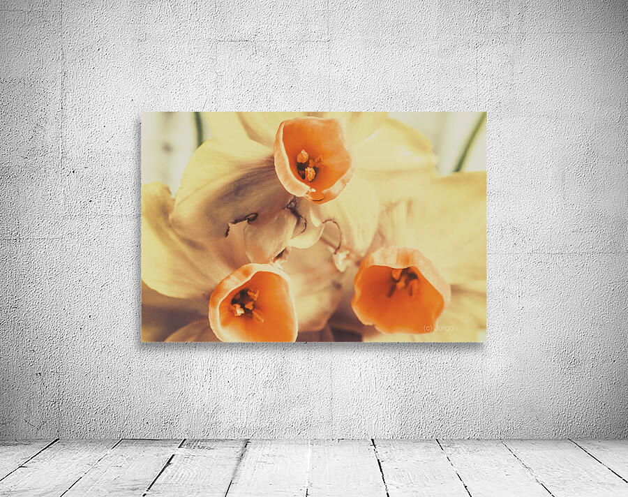 Toned vintage spring daffodils Wall Preview