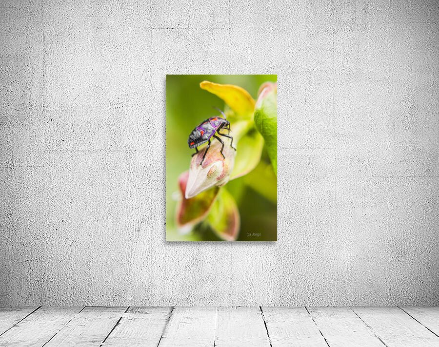 Beetle botanics Wall Preview