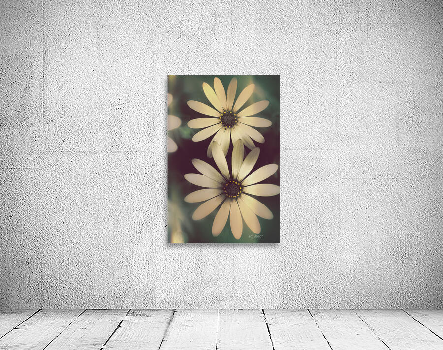 Two daisies growing in a spring garden field Wall Preview