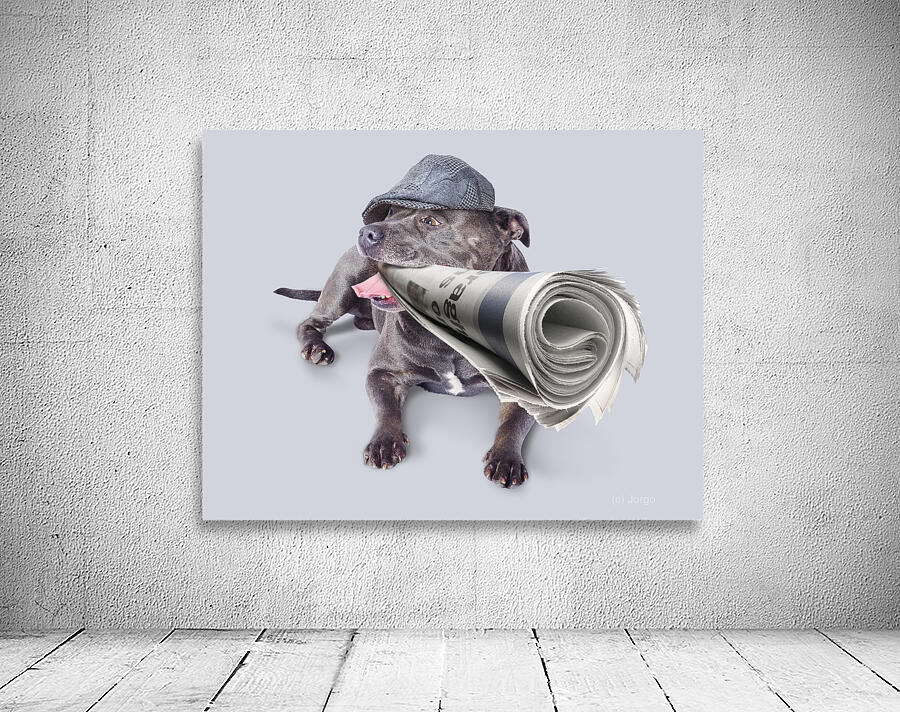 Isolated newspaper dog carrying latest news Wall Preview