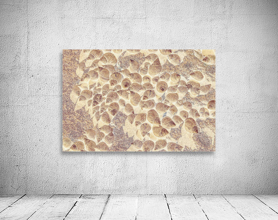 Spiral seaside Wall Preview