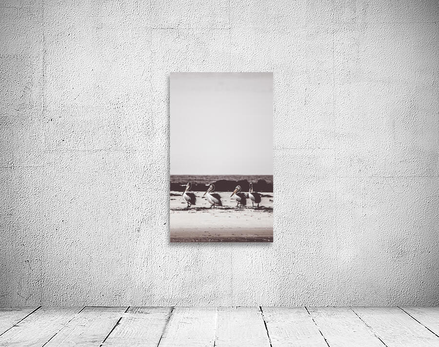 Policemans Point Pelicans Wall Preview