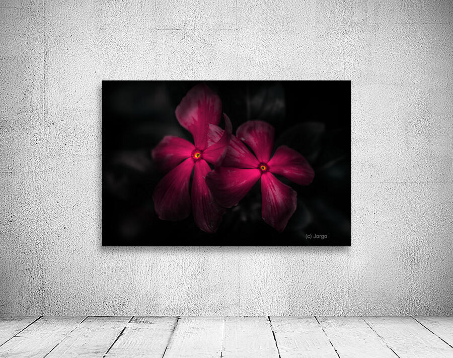 Pink periwinkle pair Wall Preview