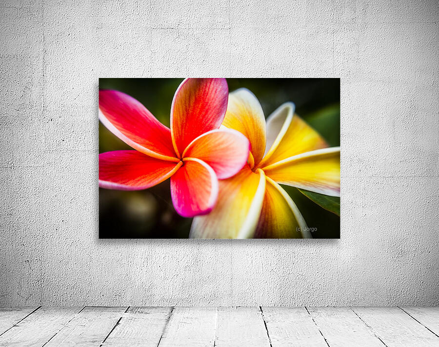 Colorful tropics Wall Preview