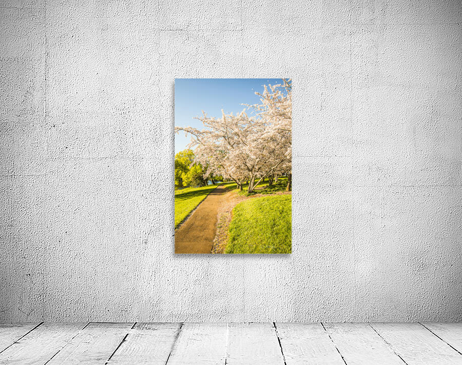Cherry blossom lane Wall Preview