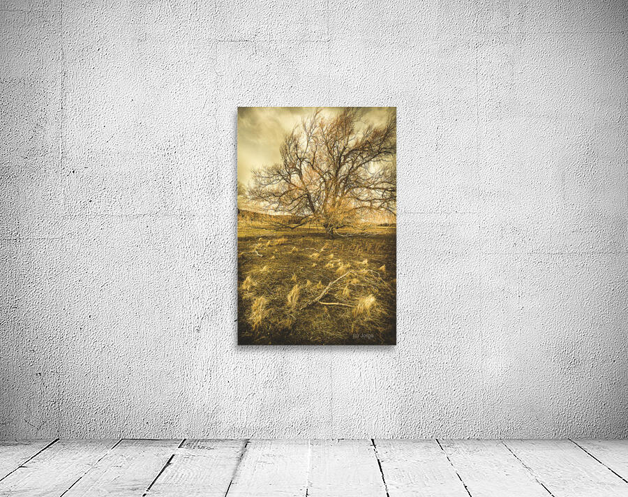 Dead tree in seasons bare Wall Preview