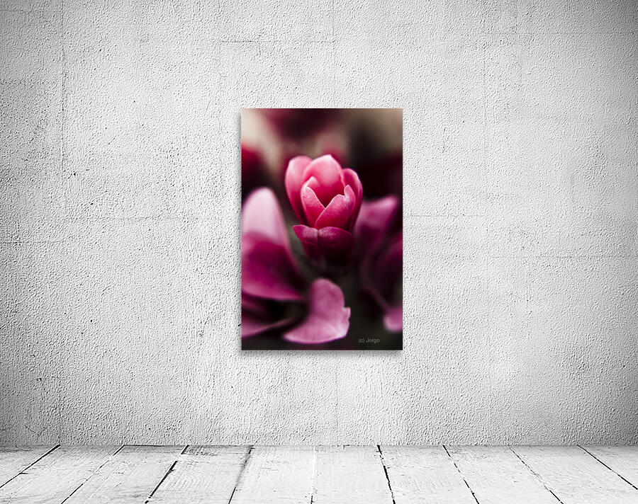 Sparaxis Grandiflora flower macro Wall Preview