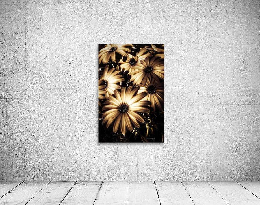Cape daisy darkness Wall Preview