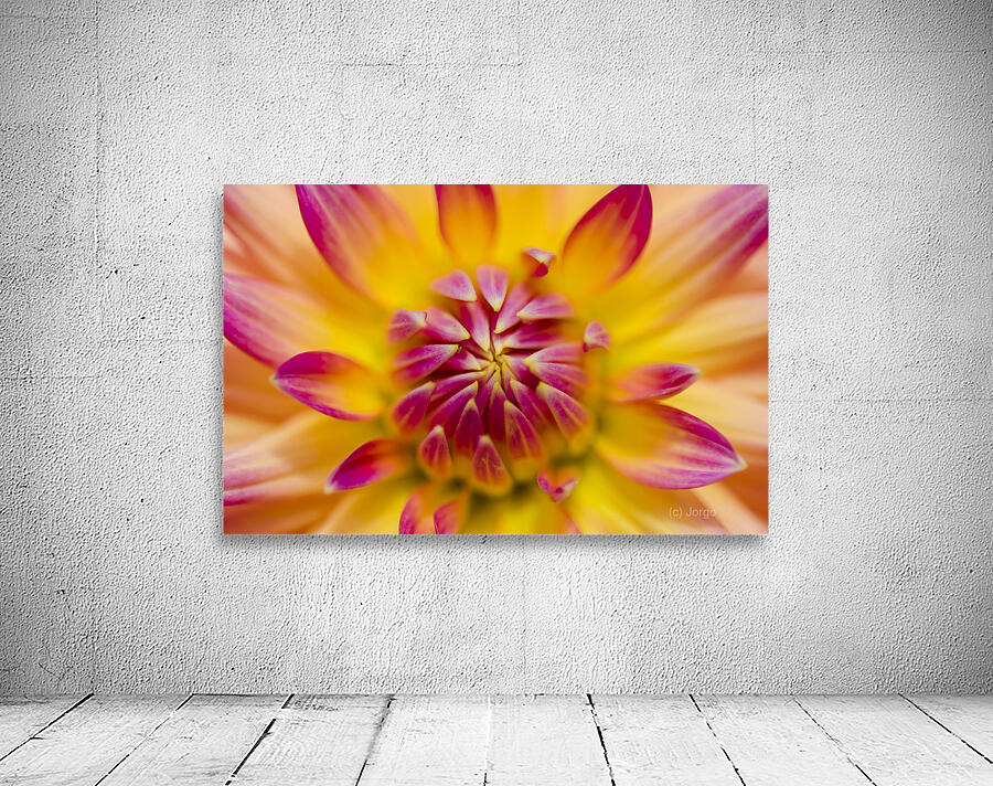 Beautiful colourful flower macro. Spring beauty Wall Preview