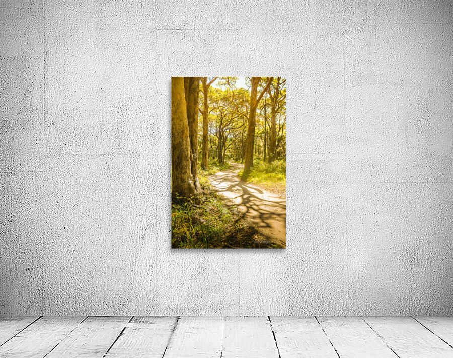 Trailing tales and forest footpaths Wall Preview