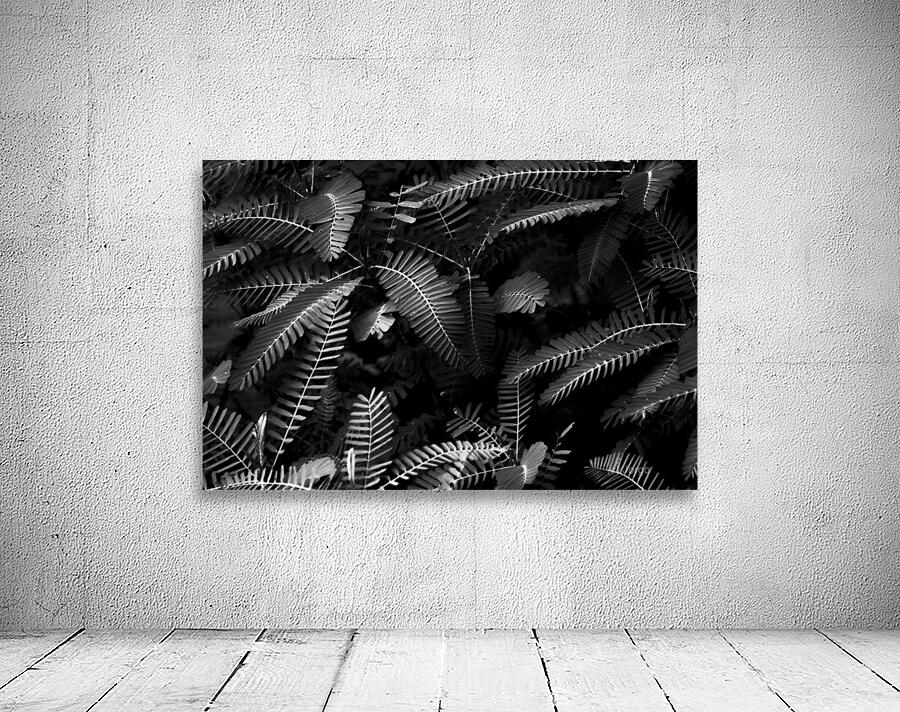 Ferns by the river Wall Preview