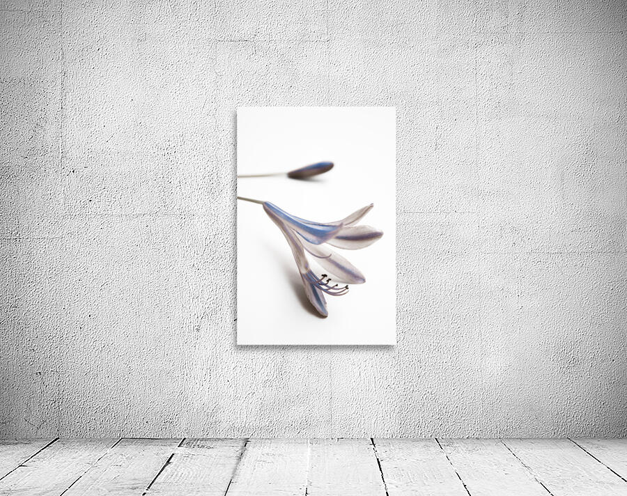 Blue Bell Agapanthus flower  Wall Preview