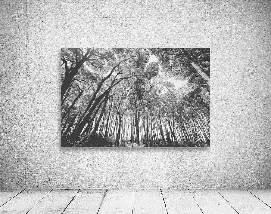 Parallels Wall Preview