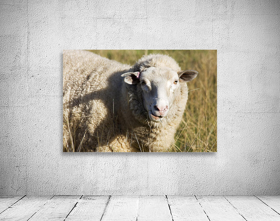 Outback Sheep Wall Preview