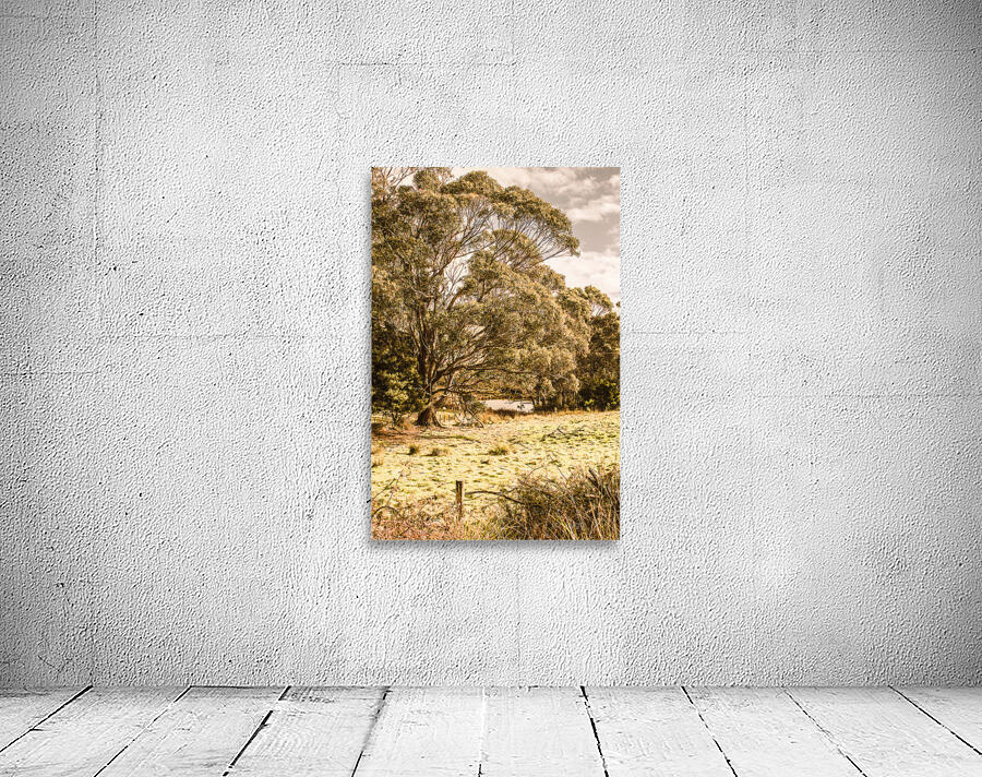 Vivid tree in a outback Australia Wall Preview