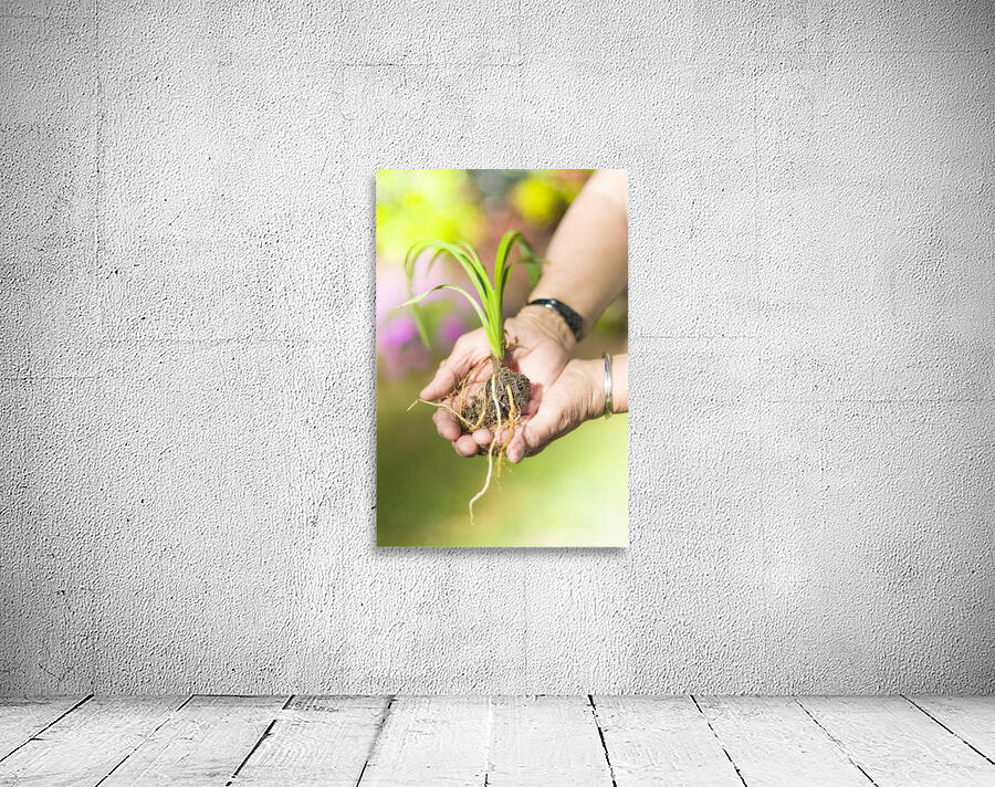 Hands Holding Plant Wall Preview