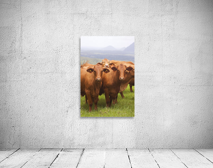 Mountain Cows Wall Preview