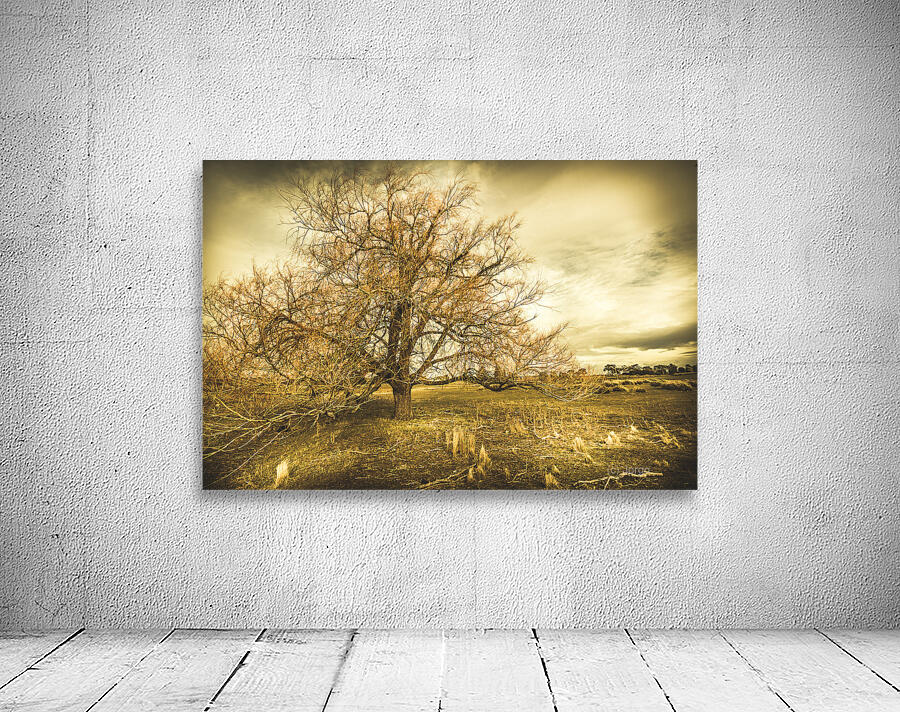 Oatlands autumn tree Wall Preview