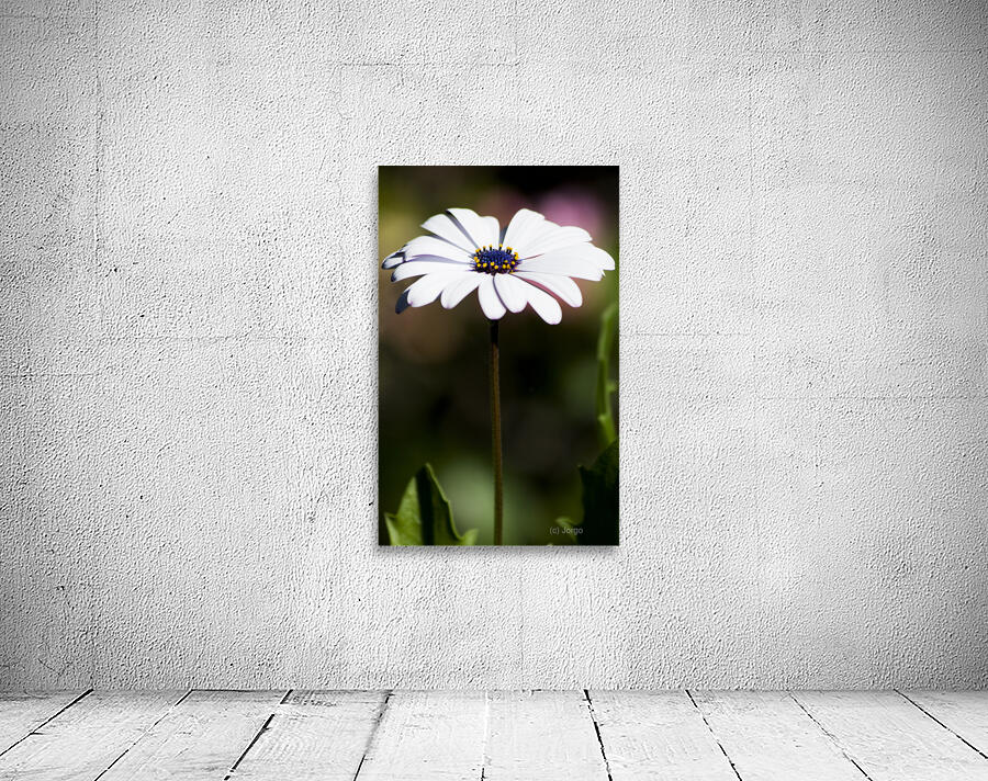 Purple Daisy Wall Preview