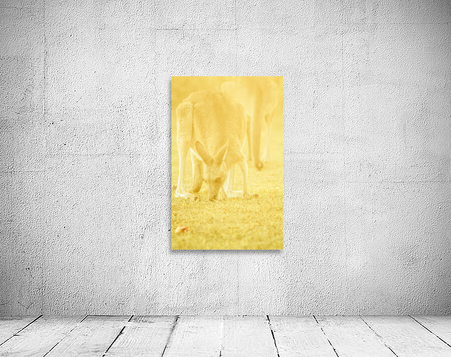 Golden Roo Wall Preview