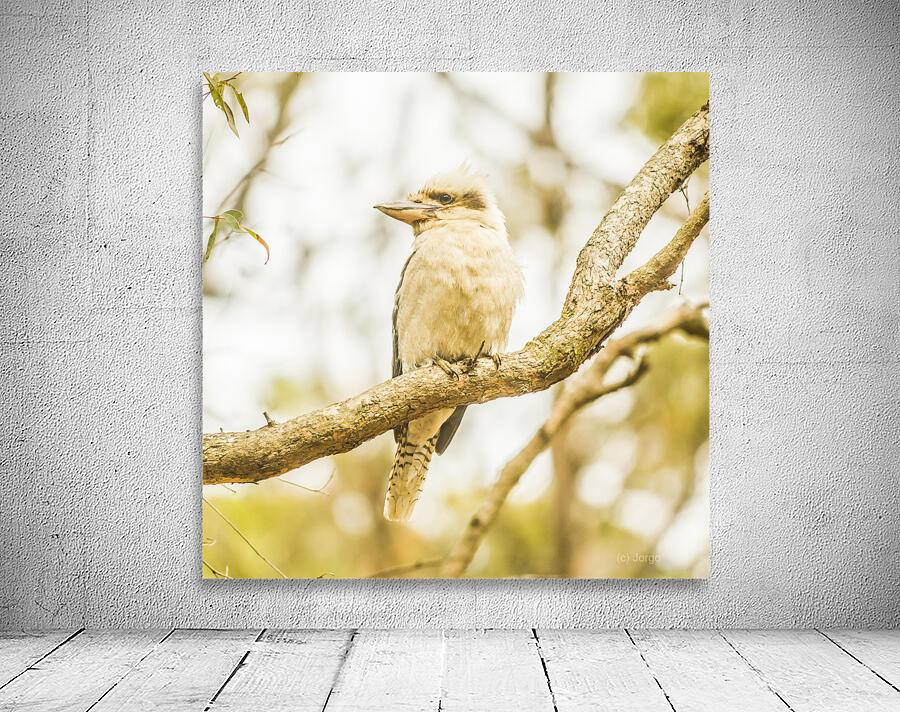 Kingfisher views Wall Preview