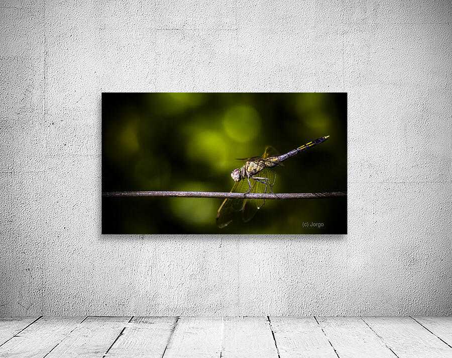 Colourful australian dragonfly at insect crossing Wall Preview