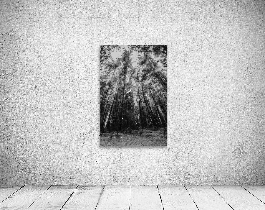 Reigning pines Wall Preview