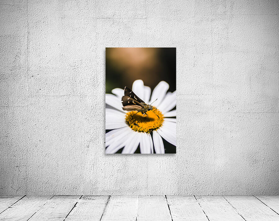 Moth insects on a bright and lush garden flower Wall Preview