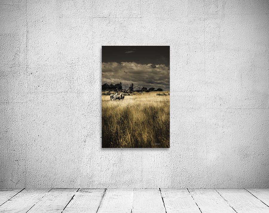 Nature photo of Tasmanian countryside in Australia Wall Preview
