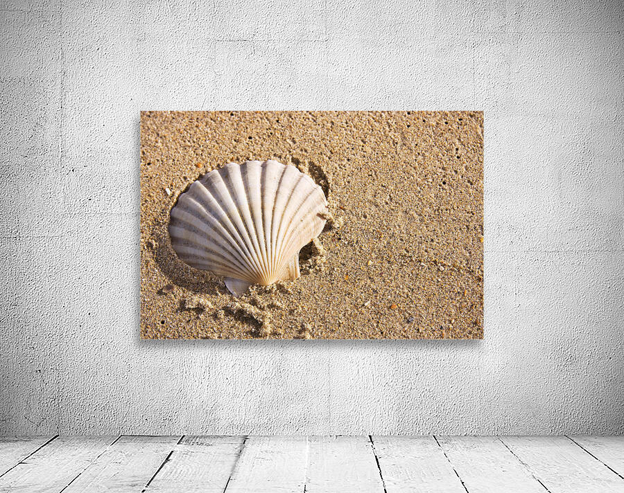 Sandy Shell Wall Preview