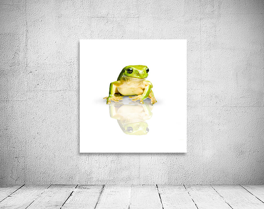 Green Tree Frog Wall Preview