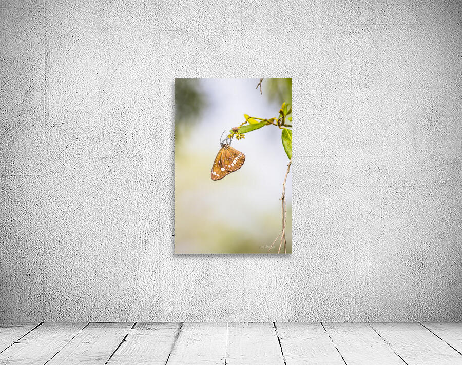 Wild simplicity Wall Preview