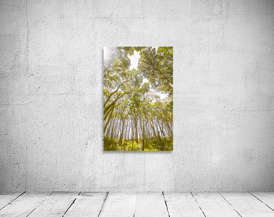 Open airs Wall Preview