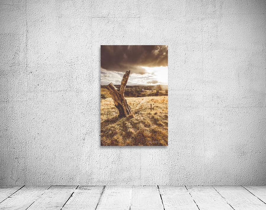 Arid Tasmania bush landscape Wall Preview