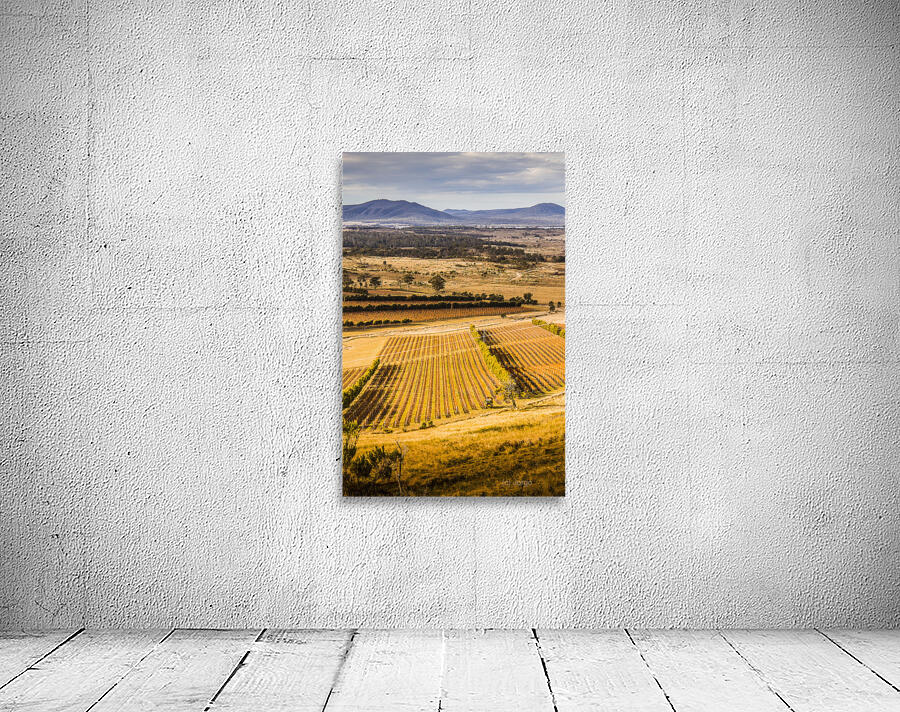 Vineyard harvest landscape Wall Preview