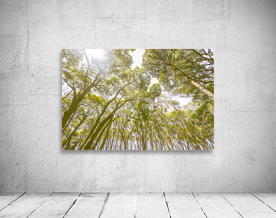 Country wide Wall Preview