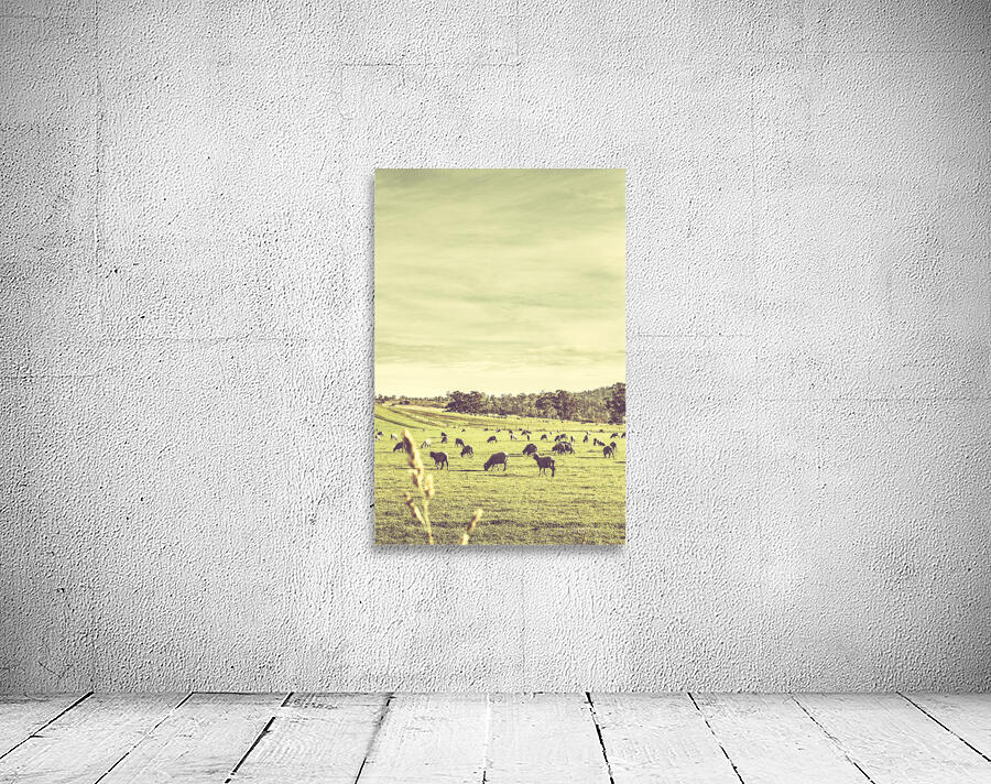 Sheep grazing in rustic Richmond Wall Preview