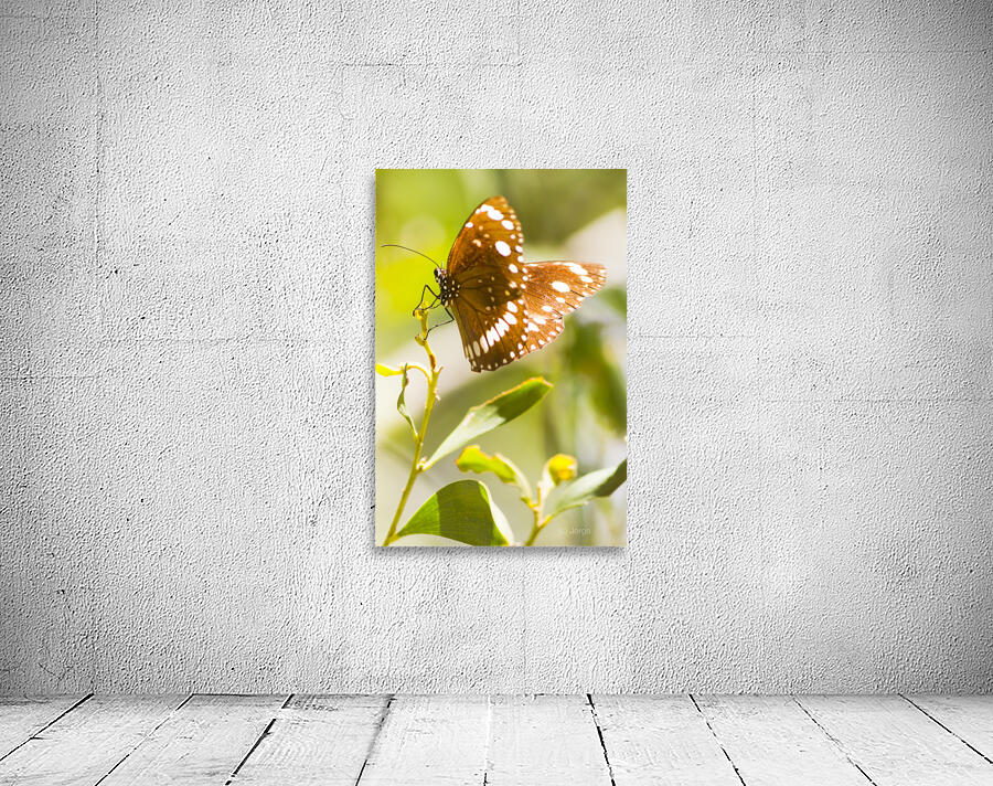 Spotted black crow butterfly  Wall Preview