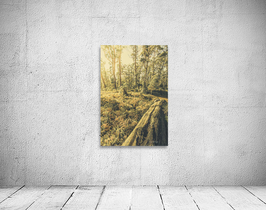 Tasmanian forest sunrise Wall Preview