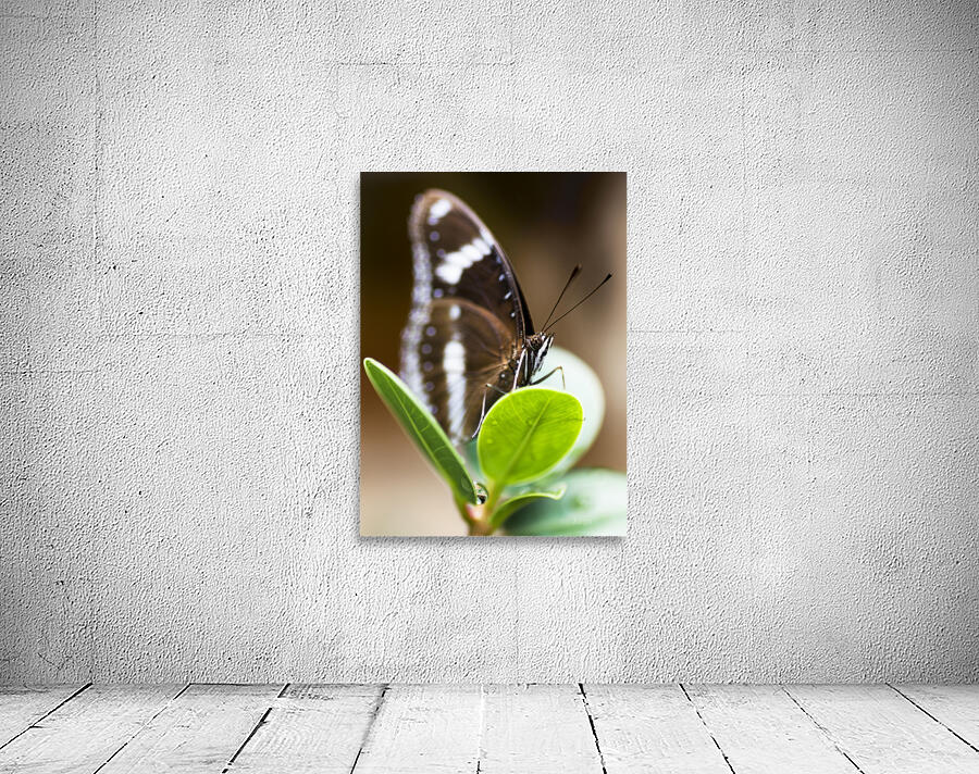 Beautiful Butterfly Wall Preview