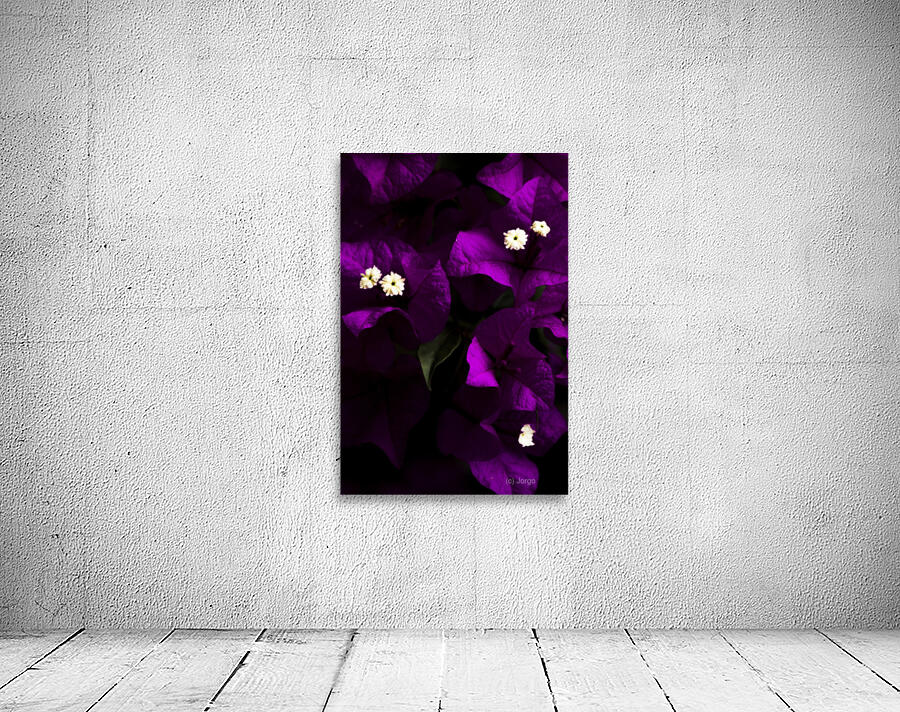 Dark Purple Bougainvillea Flowers Wall Preview