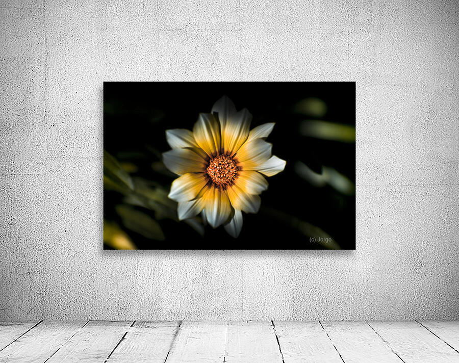 Dark Daisy Flower Wall Preview