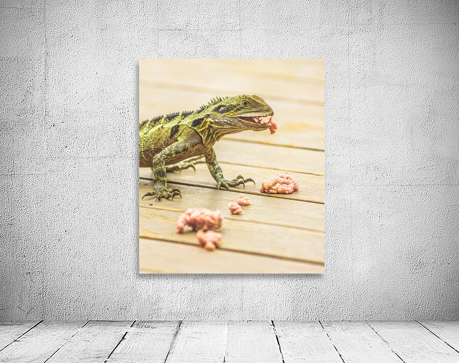 Australian water dragon Wall Preview