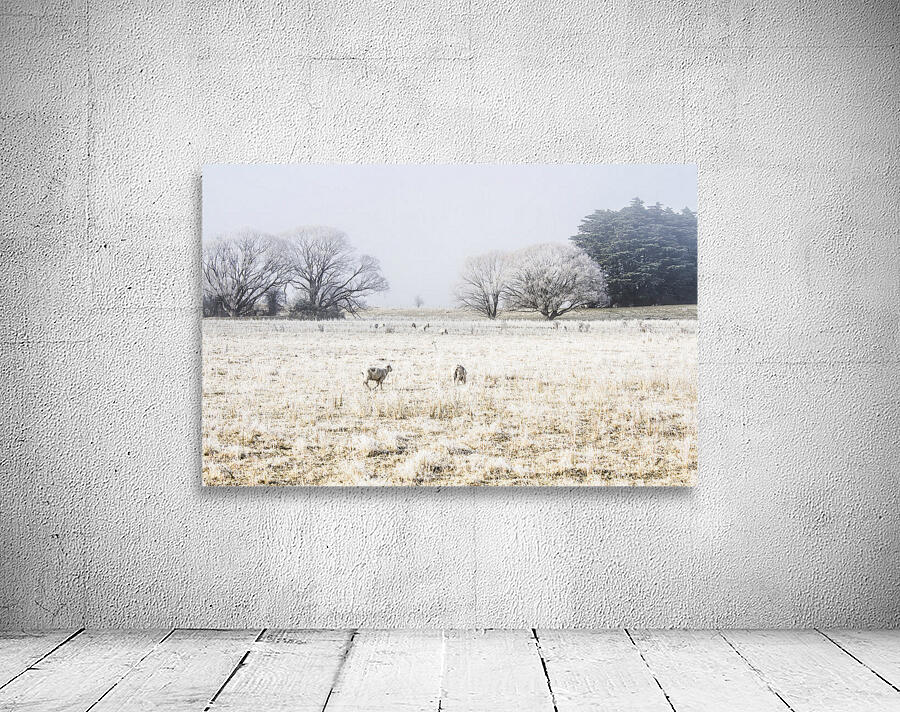 Fingal winter farmyard Wall Preview