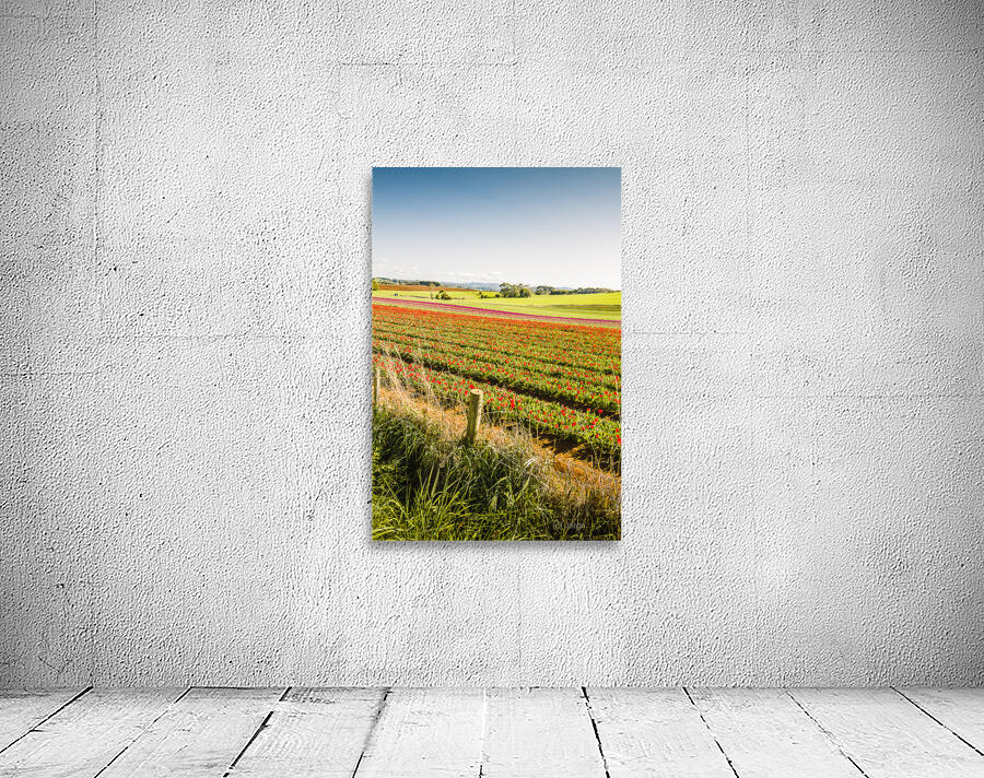 Wynyard Tulips Wall Preview