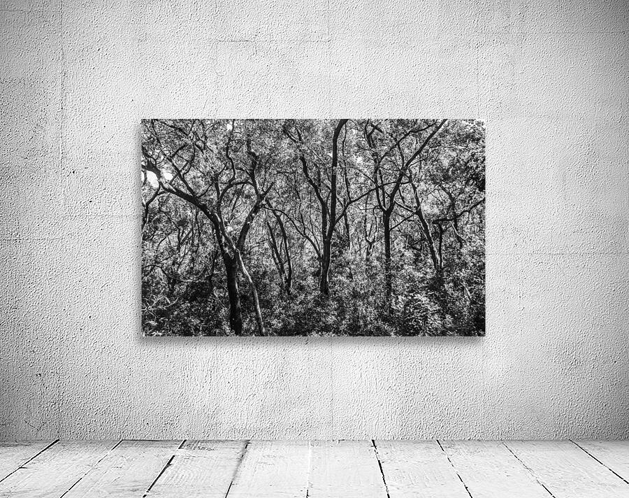 Wild grey Wall Preview